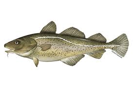 Cod Fish